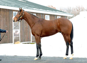 POG特集】2歳世代わずか6頭のディープインパクト産駒、注目は3億円