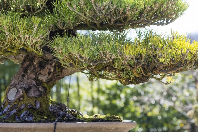 初めて仕立てる黒松の模様木｜盆栽｜趣味時間