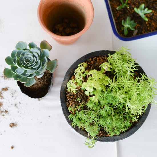 Top【選抜株】多肉植物 23987ピーター 24個 鉢無し/脱土 木彫り鉢に