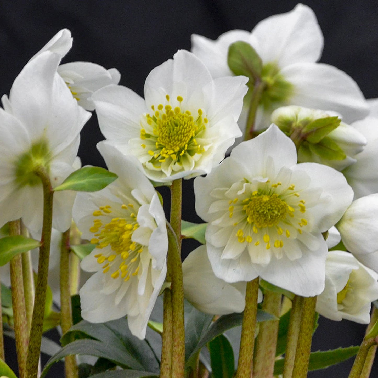 Helleborus 'Snowbells' Christmas Rose Perennial. Late Winter