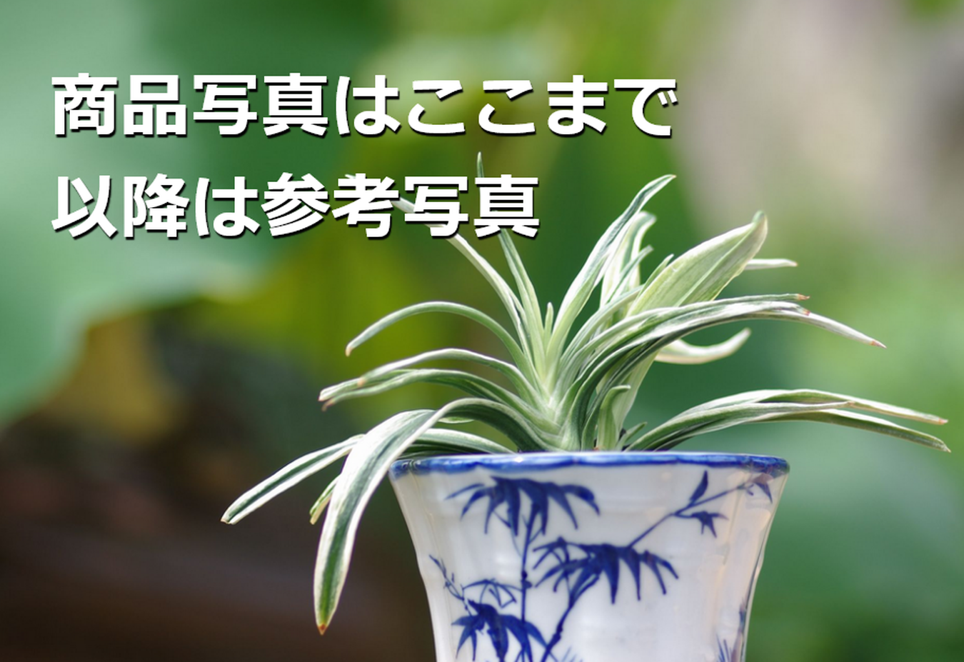 豊明園 / 8068,諏訪錦(すわにしき) 1414, 【最初の1枚目の写真です