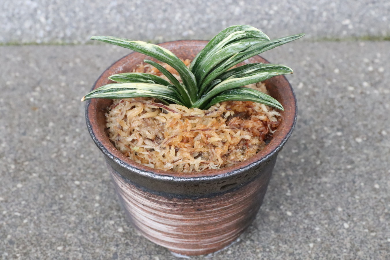 豊明園 / 5499,開運の万年青 瑞泉(ずいせん) 全国系統【はきずはきれ