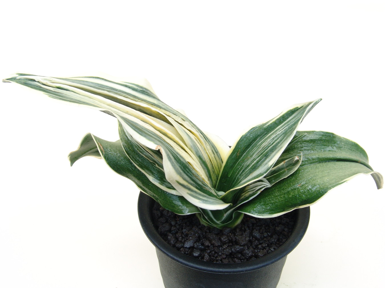 豊明園 / 6664,華宝(かほう) 葉巾最上！寒さらしで作った 【はきずは