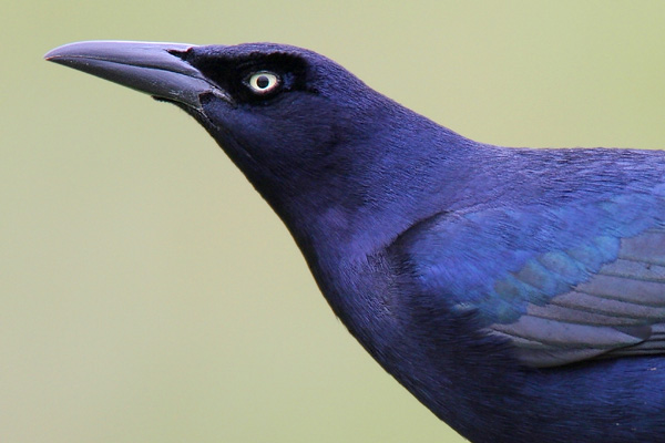 Beak of the Week – Great-tailed Grackle – Houston AuduBlog