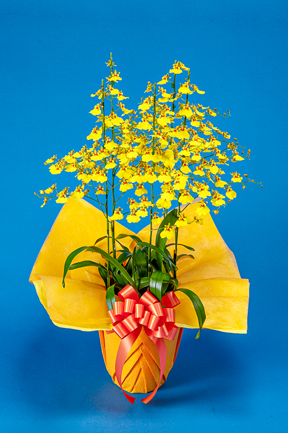 オンシジューム(5本立) | 福島県葛尾(かつらお)村の最高級胡蝶蘭『hope