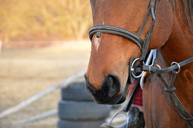 ハミが馬に与える効果と、扱う際の注意点 | ホースアカデミア