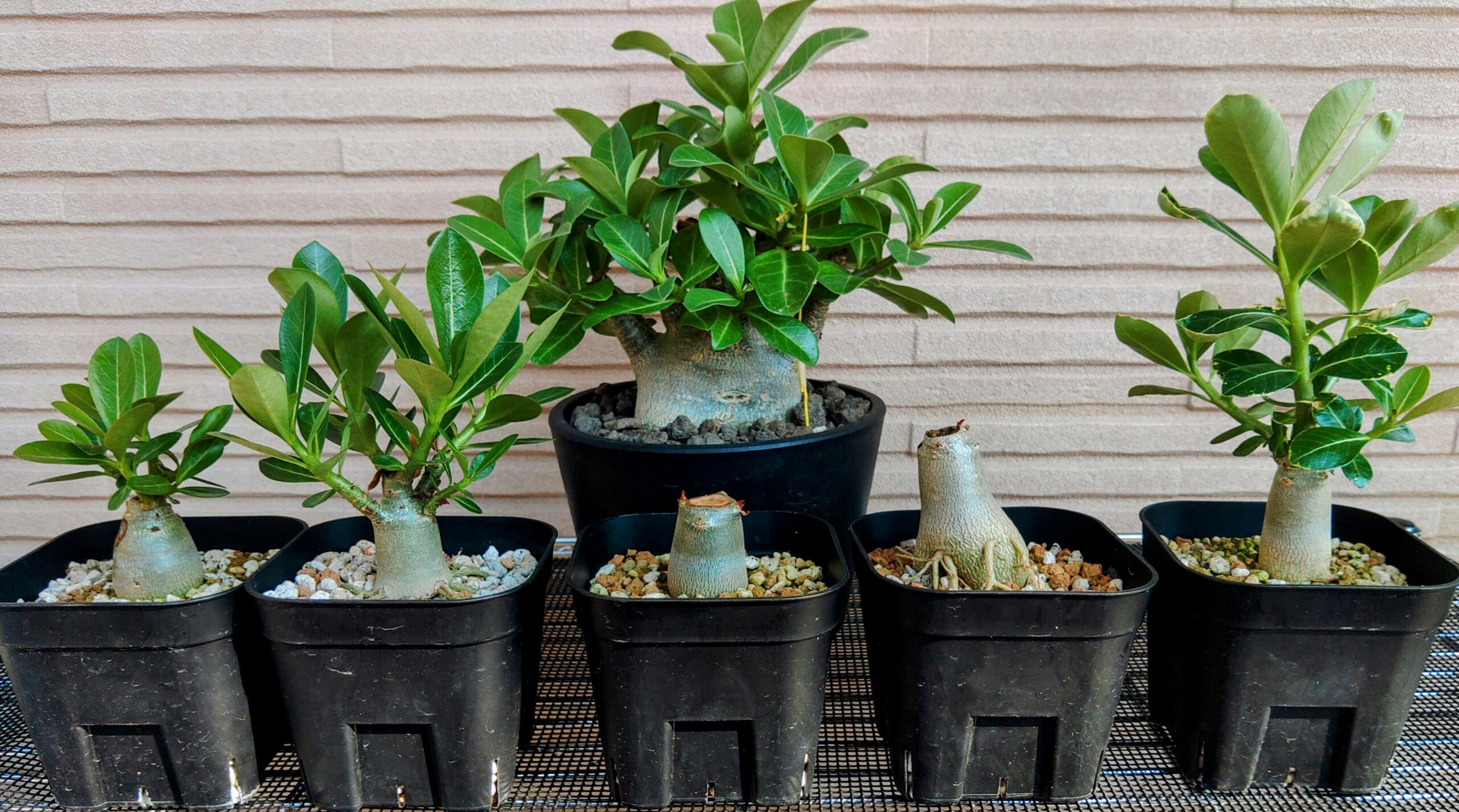 初心者必見】アデニウムアラビカム実生の播種(種まき)から発芽までを