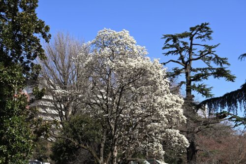 Hug garden » おすすめの草木