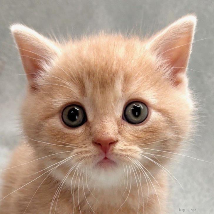 猫の里親募集】東京都・スコティッシュフォールド・3/8譲渡会参加