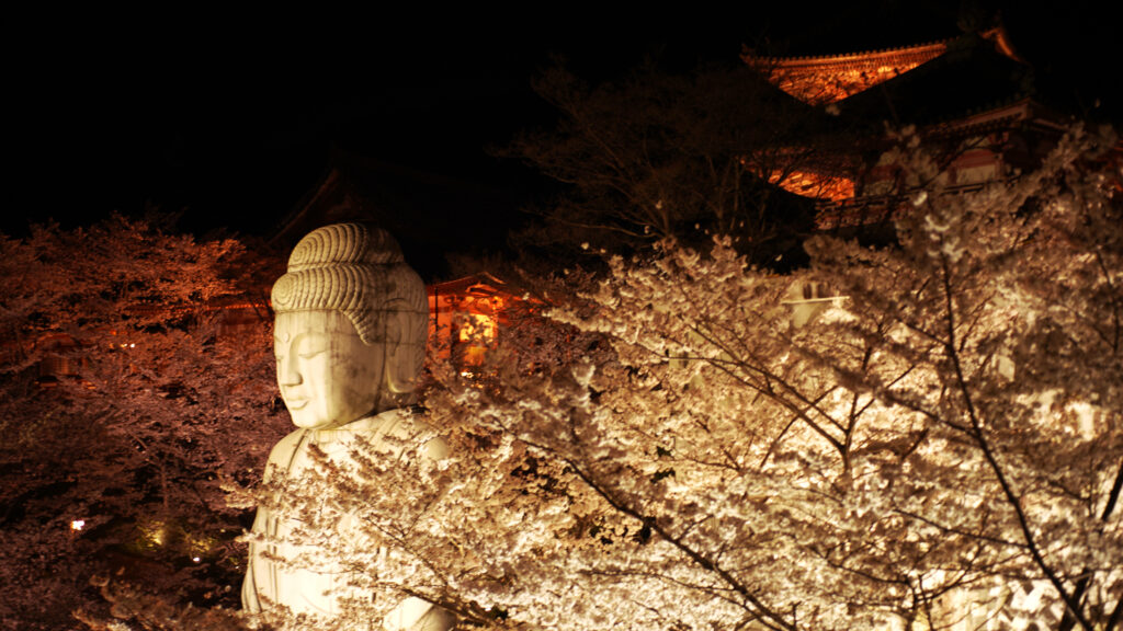 壷阪寺には さくらに包まれる大仏様がよるも鮮やかに