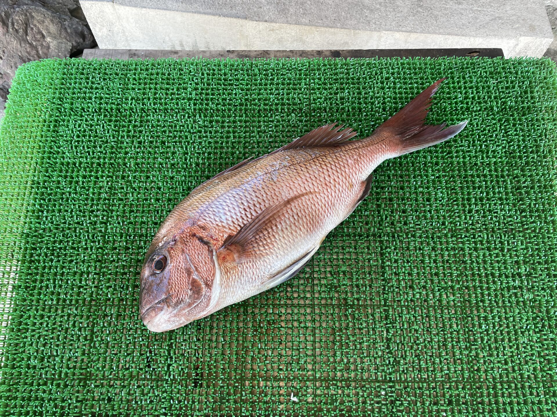 磯釣りで真鯛56㎝・ゲット！ | 一栄丸渡船｜三重県紀北町