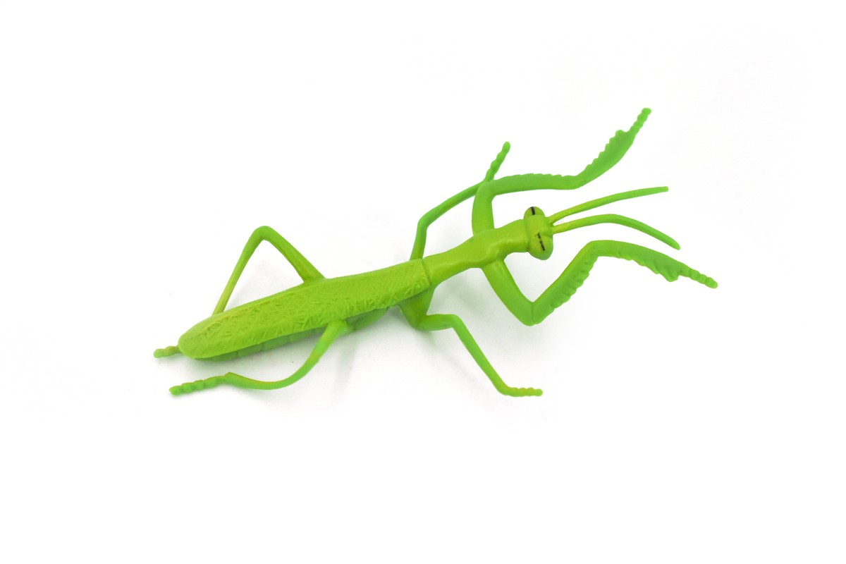 Praying Mantis, Rubber Insect, Toy Realistic Figure, Model, Kids