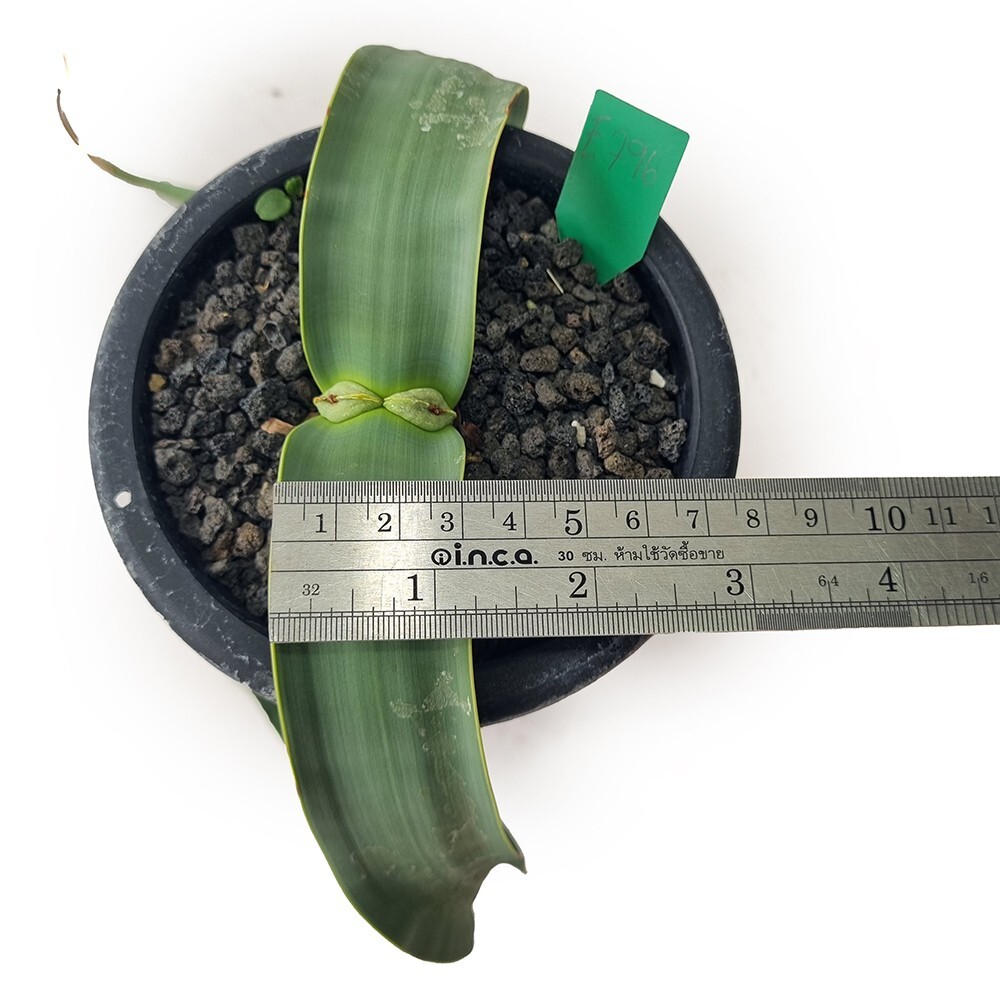 Welwitschia mirabilis for sale by Little One Plant Nursery | eBay