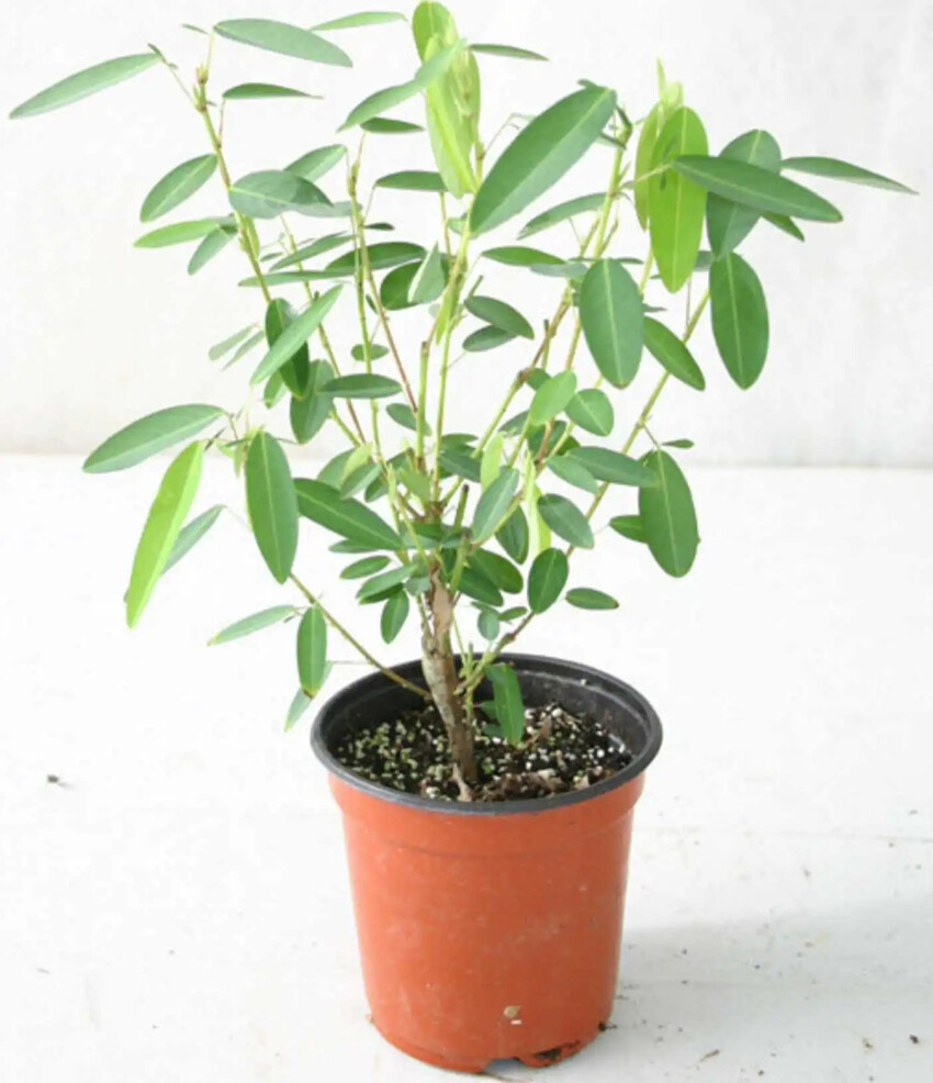 Codariocalyx motorius, Desmodium gyrans green midrib Telegraph