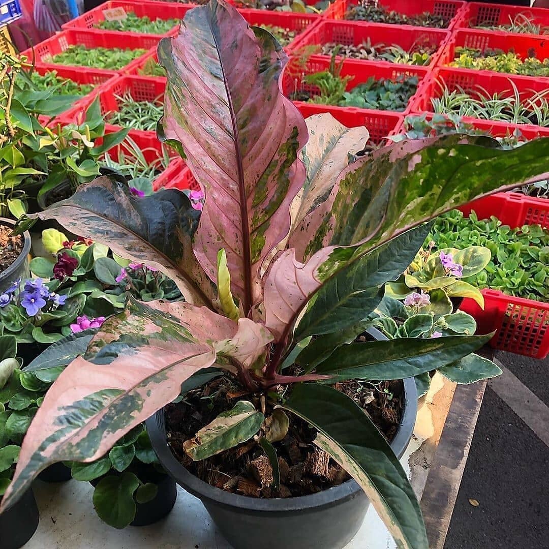 Anthurium Hookeri Pink Variegated buy 5 free 1plant | eBay