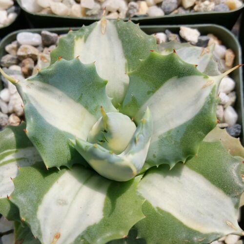 Succulent Plant Agave Titanota Hades Garden Décor Boutique 10-13CM