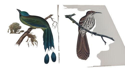 FAT-BOTTOMED GIRLS by Julie Verhoeven First Edition 2002 | eBay