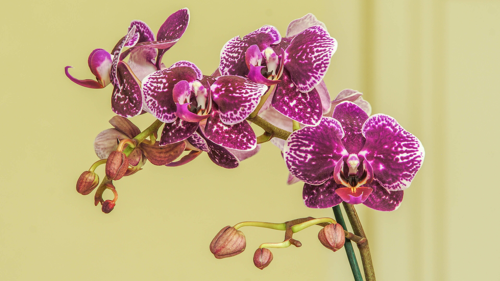 Tamron AF 18-250mm F/3.5-6.3 Di-II LD Aspherical (IF) Macro Zoom