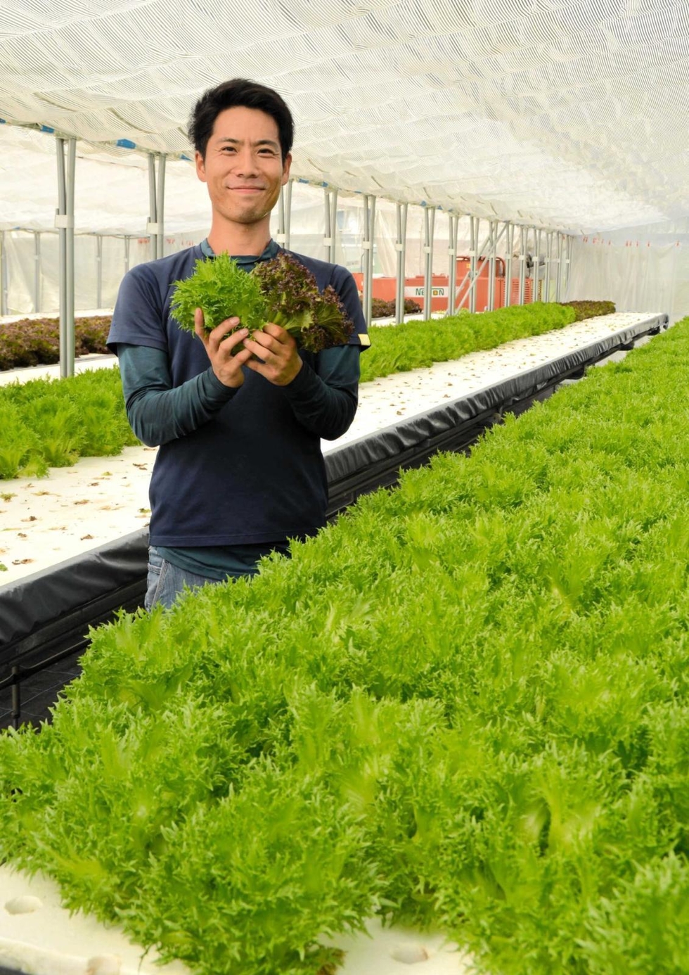 新人農家」の男性、葉物水耕栽培に参入 三田市内 水菜、春菊、フリル