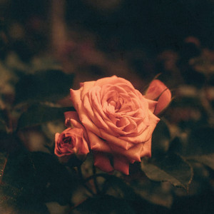 横山幸雄 プレイエルによるショパン・ピアノ独奏曲全曲集BOX (完全限定