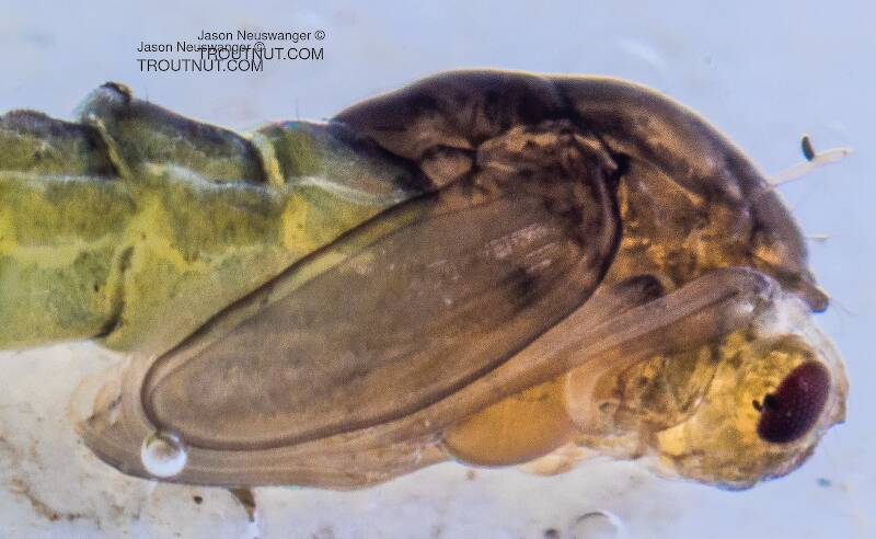 Identification: Key to Orders of Aquatic Insect Pupae, Couplet 3