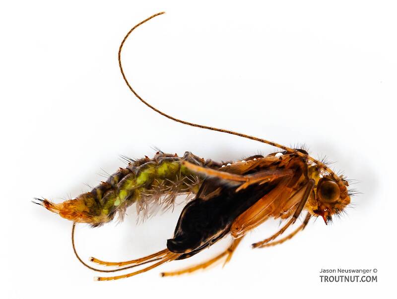 Identification: Key to Orders of Aquatic Insect Pupae, Couplet 3