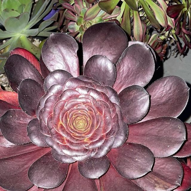 多肉植物アエオニウム錦❤️ 皺葉仙墨 ❤️状態図❤️ 【公式通販】