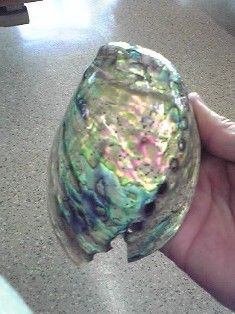 目指せ：磨きアワビへの道〜第一段階〜(5o4・Θ・)ゞ〜 : 一期一会