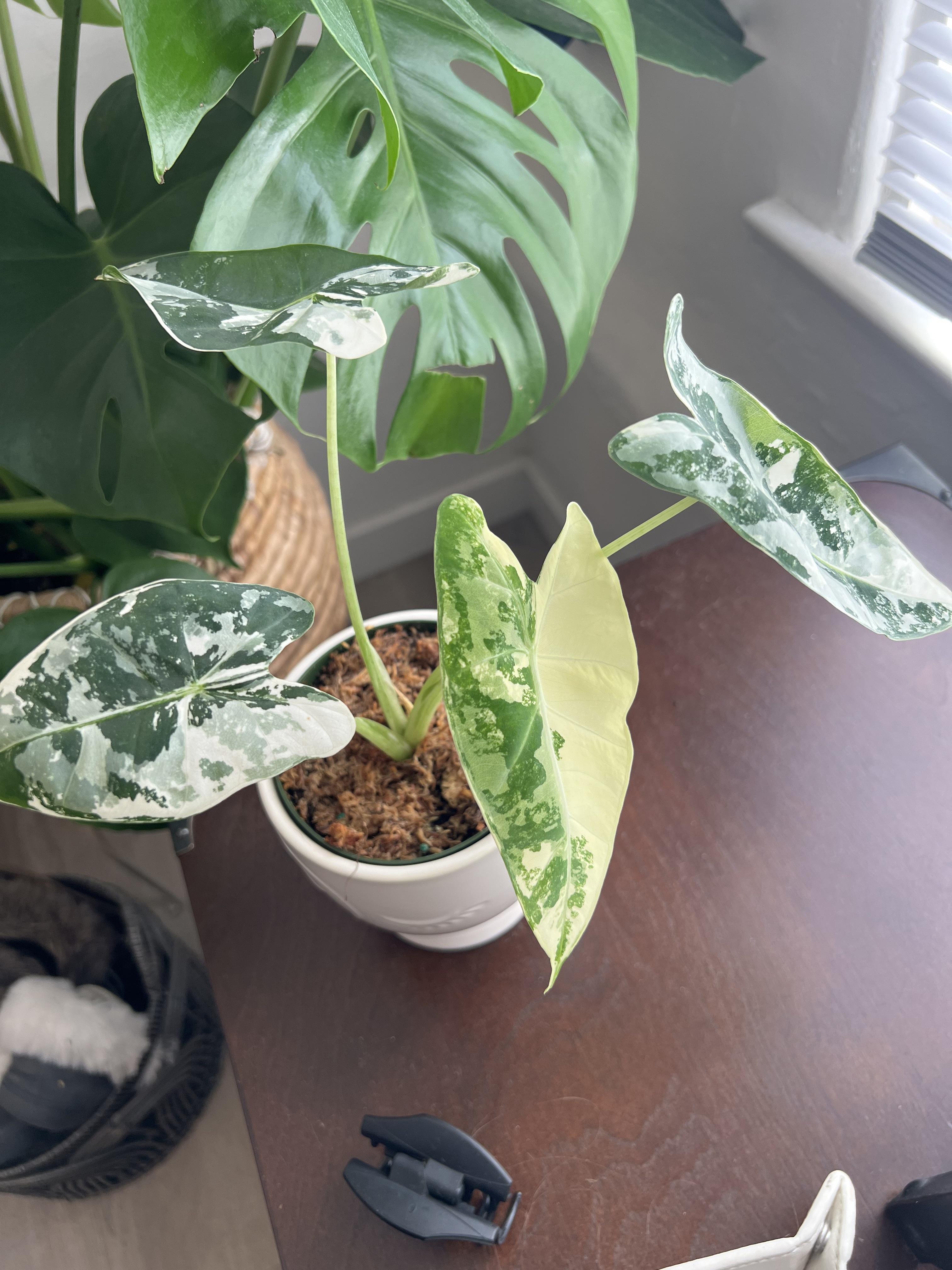 斑入りのアロカシア・フライデック - 黄色/白 : r/alocasia