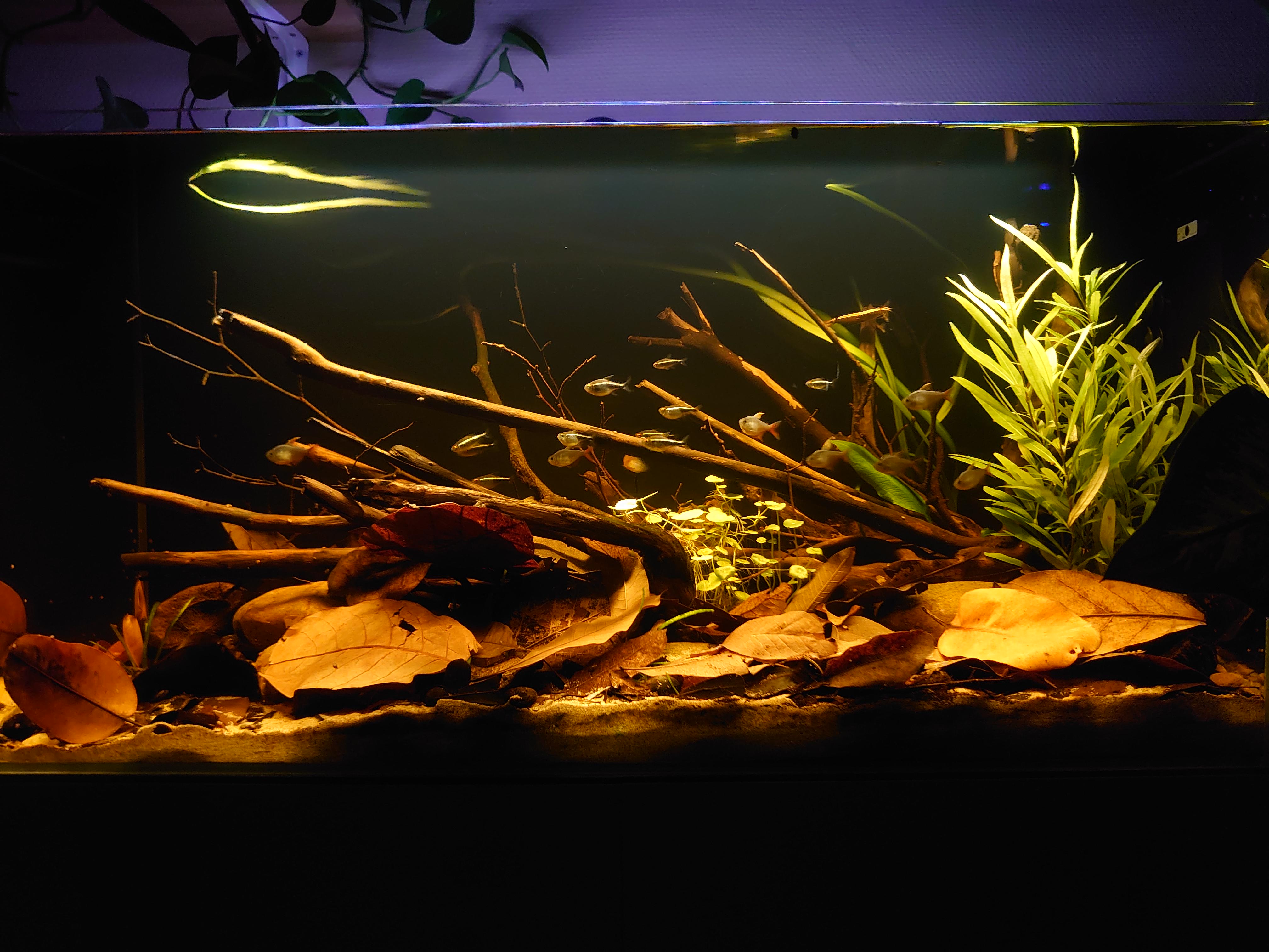 200l blackwater Amazon biotope inspired : r/BlackwaterAquarium
