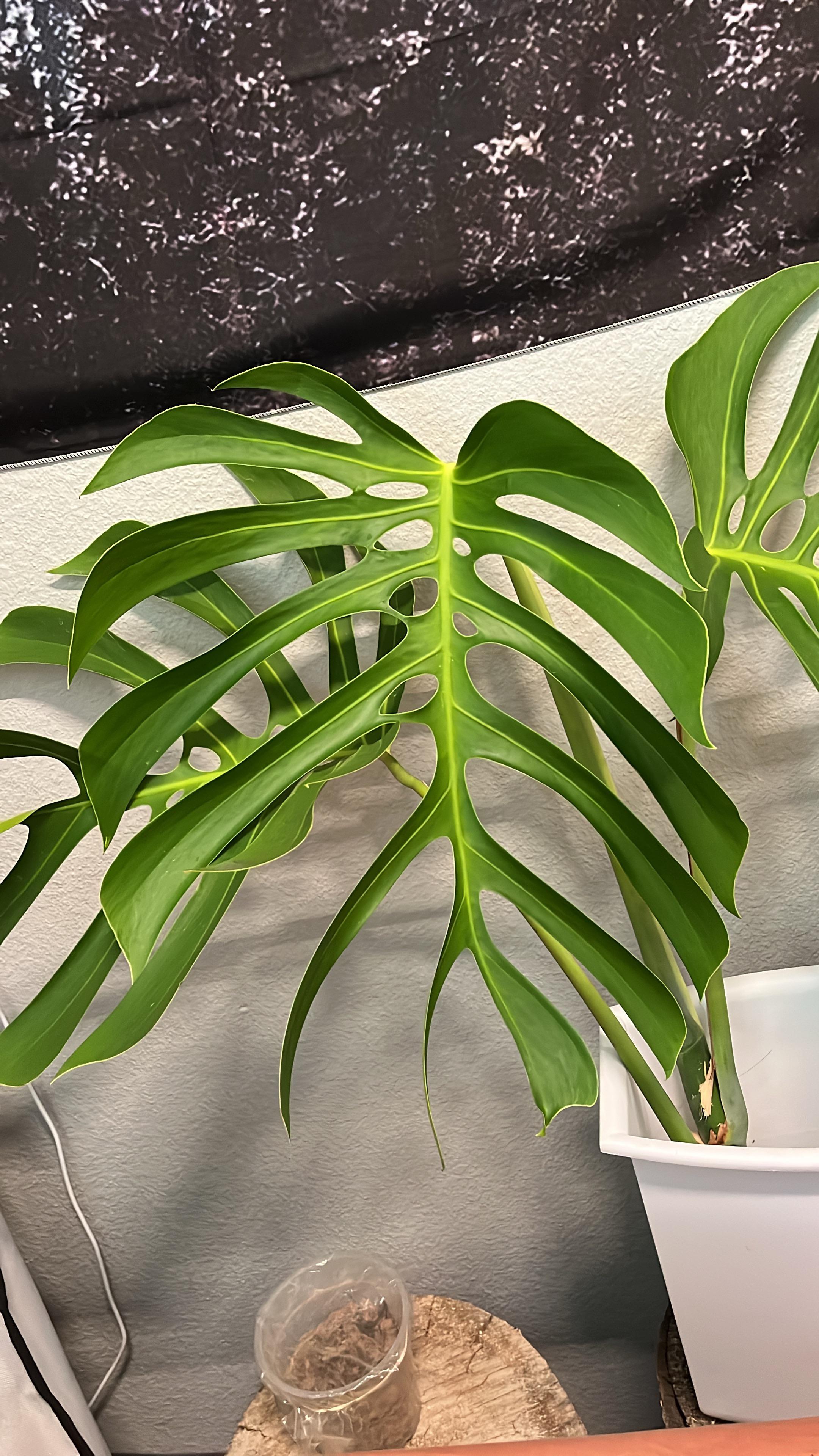 M. Deliciosa var. Sierrana、めっちゃ元気そう!!! : r/Monstera