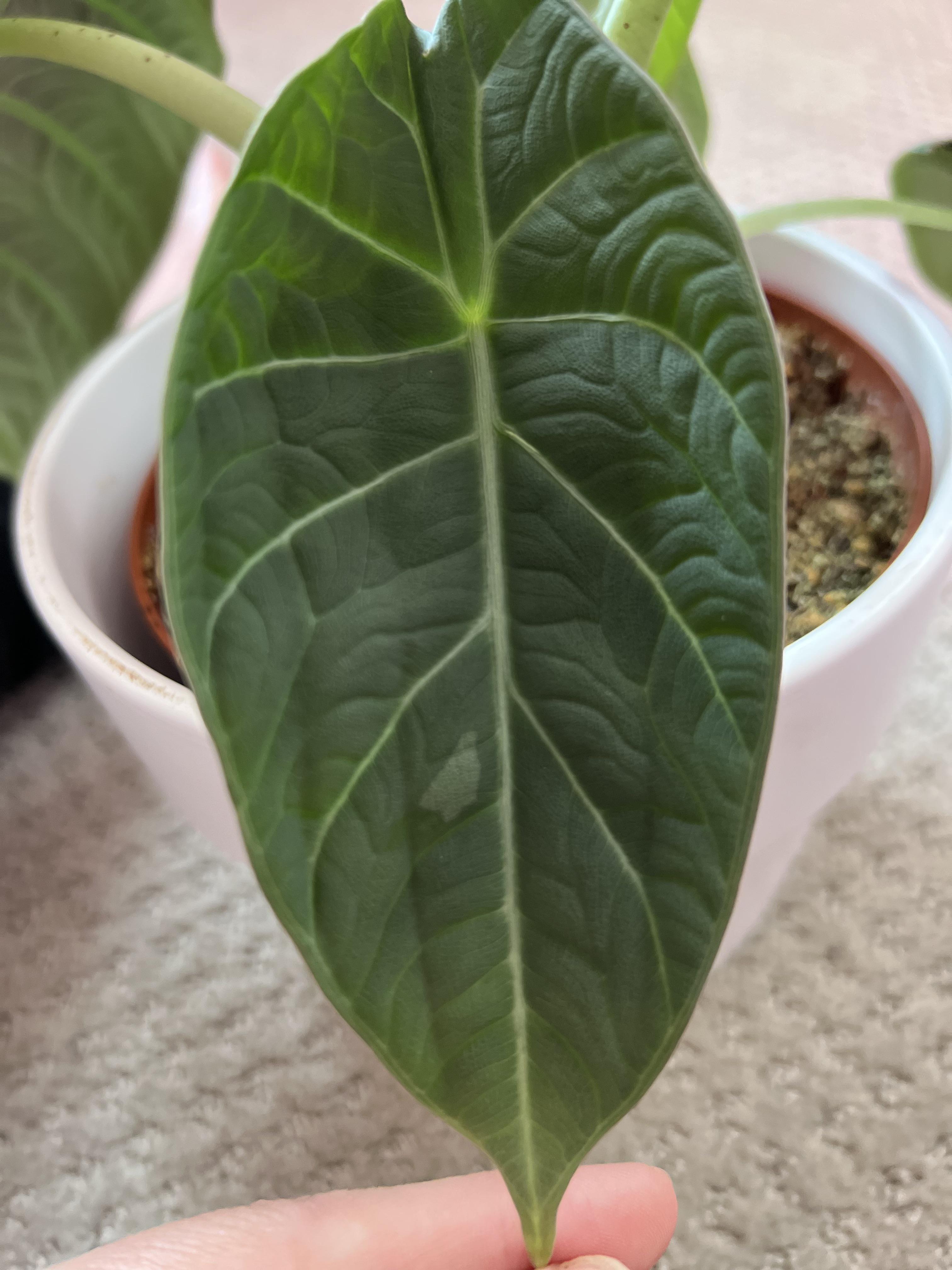 これって斑入り？アロカシア・マハラニの新葉 : r/houseplants
