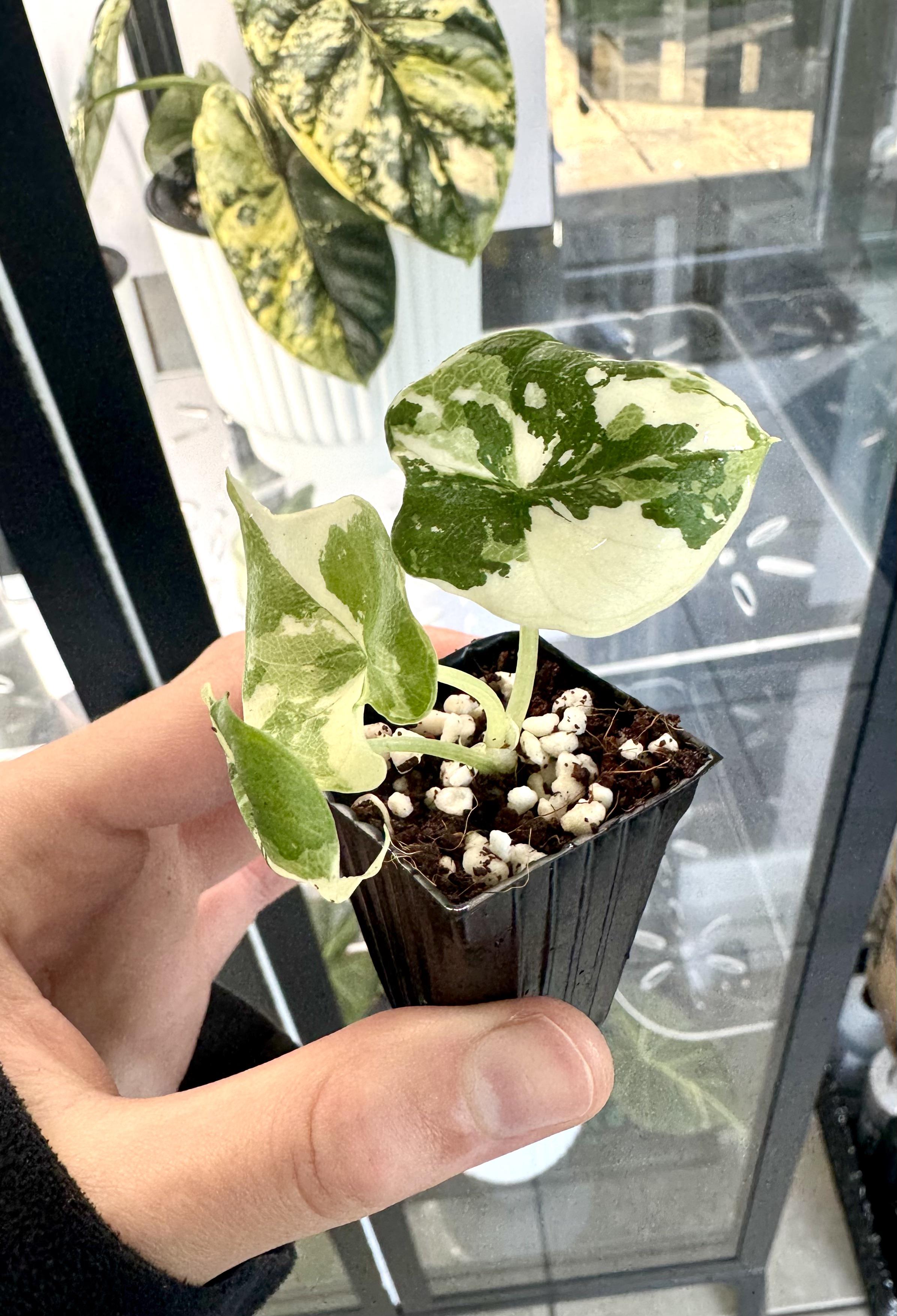 アロカシア・メロ・アルボをセミハイドロに移行させるのが怖いんだ