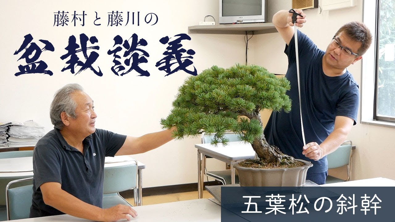 北盆】五葉松（斜幹）の改作／前編 - YouTube