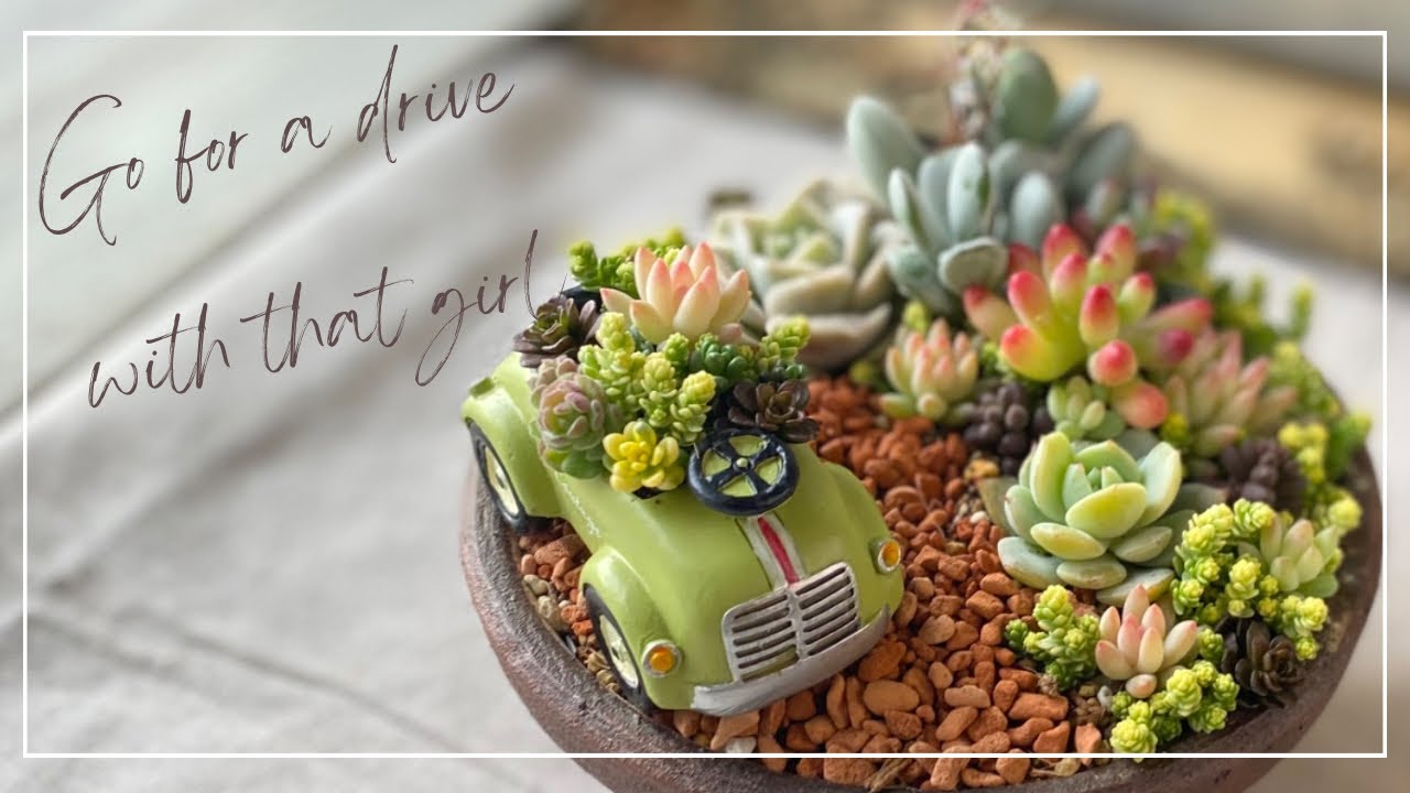 多肉寄せ植え】「あの子とドライブへGo!」 【多肉植物】【箱庭】 - YouTube
