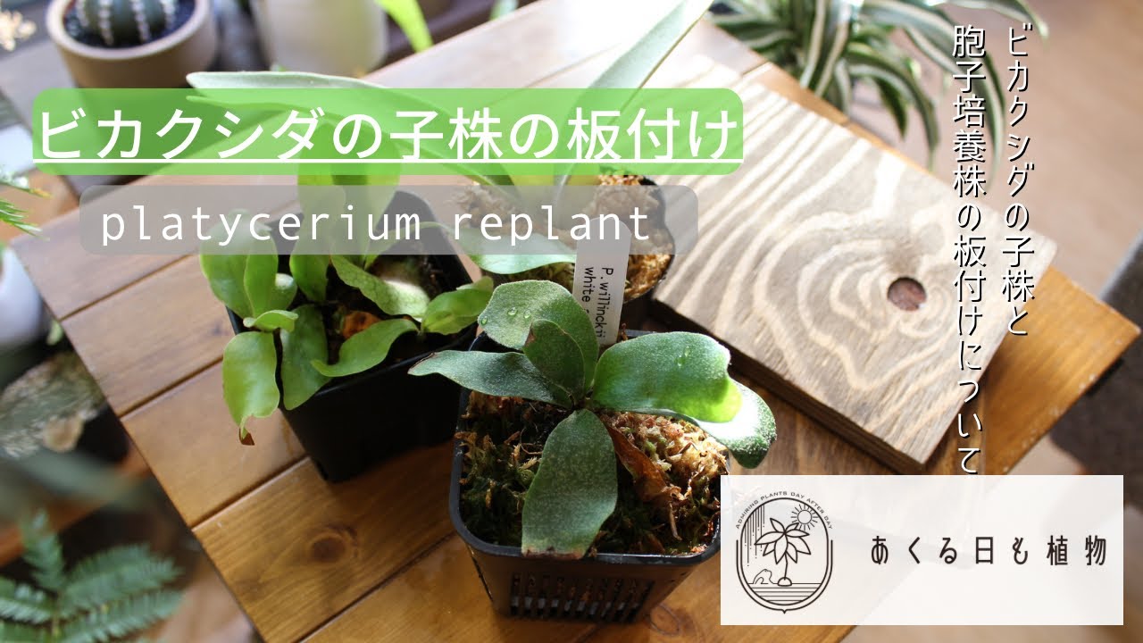 ビカクシダの子株や胞子培養株の板付け - YouTube