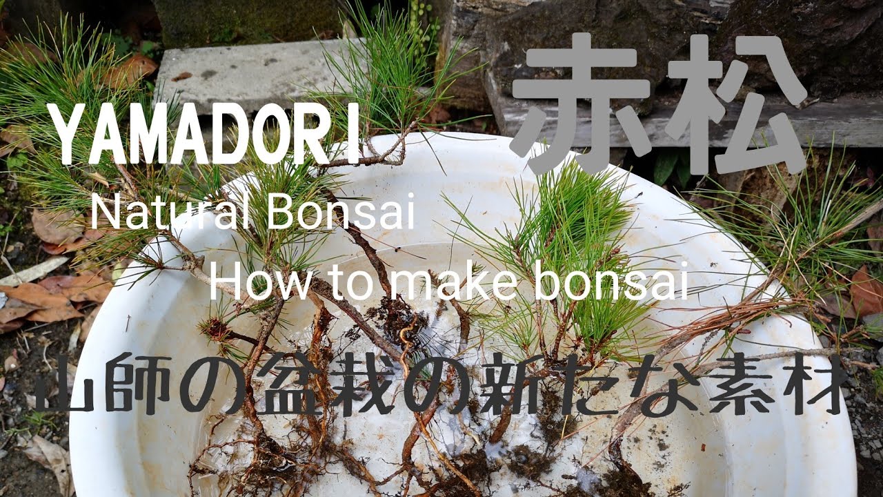 yamasibon＃19「山採りしてきた赤松の植え付け｣#1 - YouTube