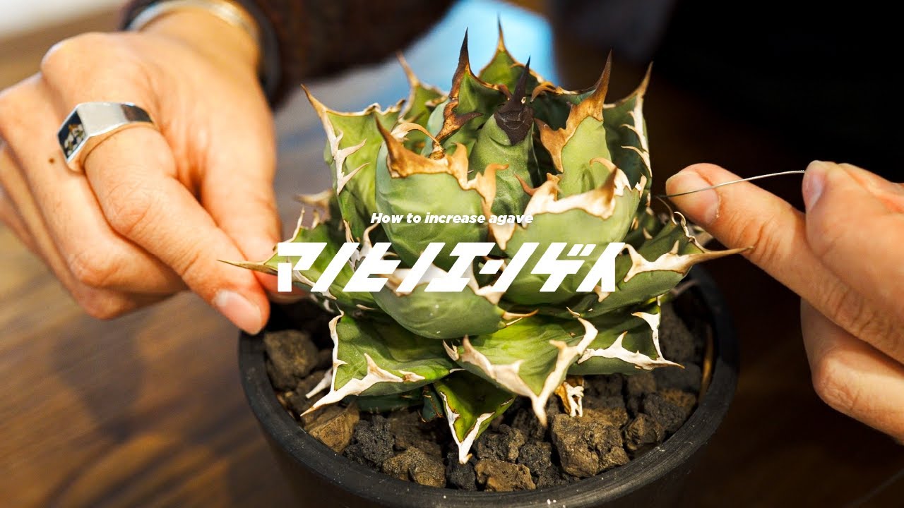 How to Easily Propagate Your Favorite Agave | Trunk Cutting