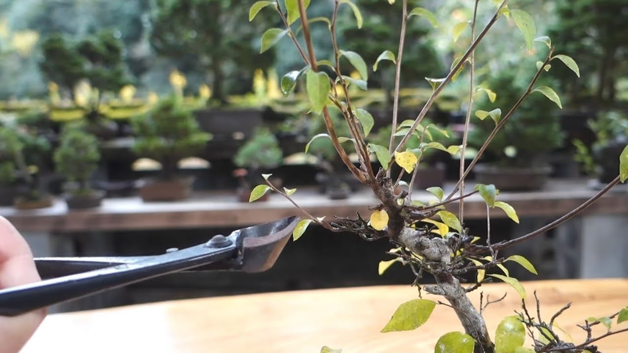 2020年に山採りしたエゴノキ（♯56）の経過報告 ♯680 - YouTube