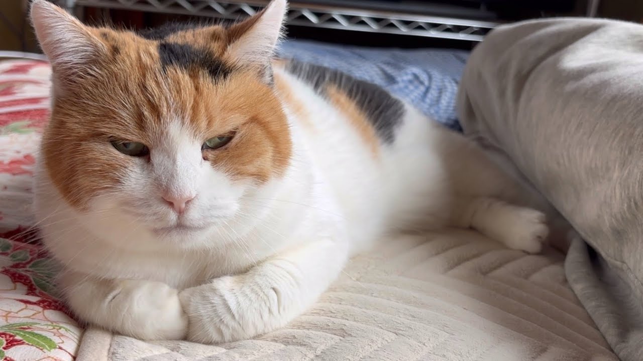 三毛猫】ミケと一緒に寝る休日（2024年7月22日） - YouTube