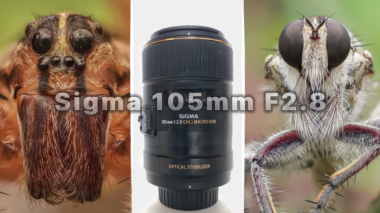 Sigma 105mm f2.8 EX DG OS HSM Macro Lens Review - YouTube