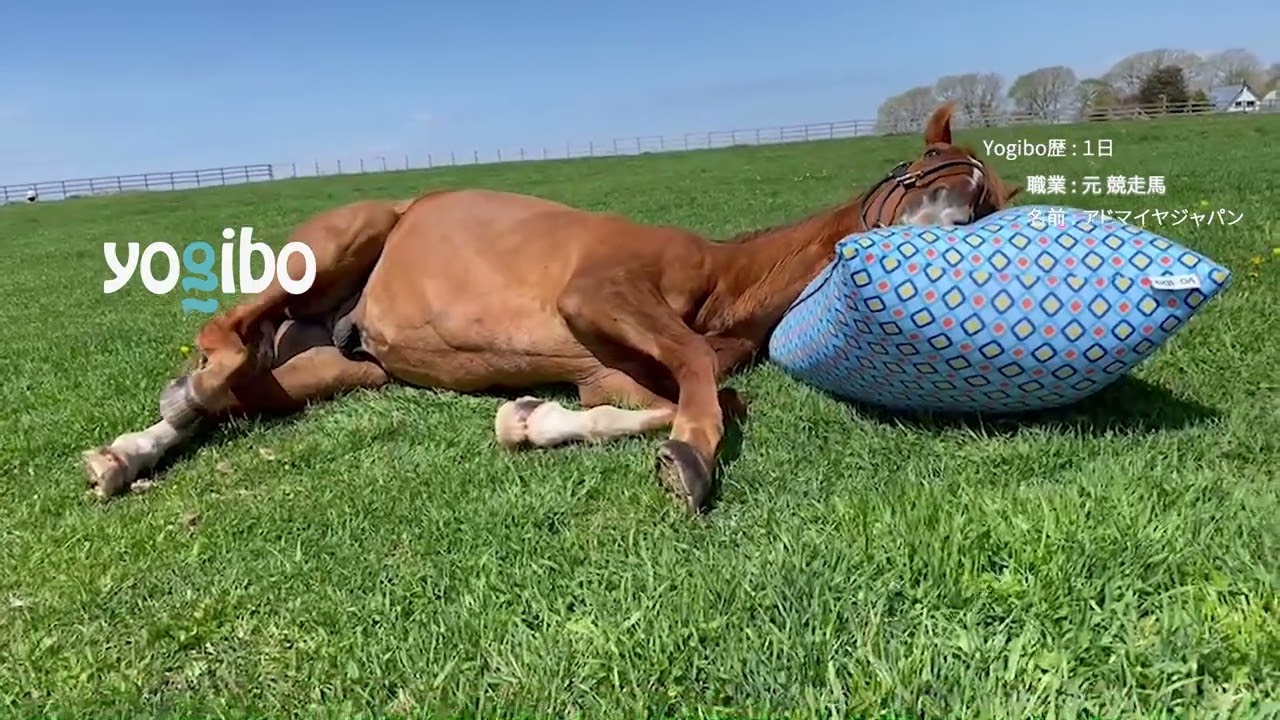 Yogibo新CM「アドマイヤジャパン with Yogibo」 2022年8月8日（月