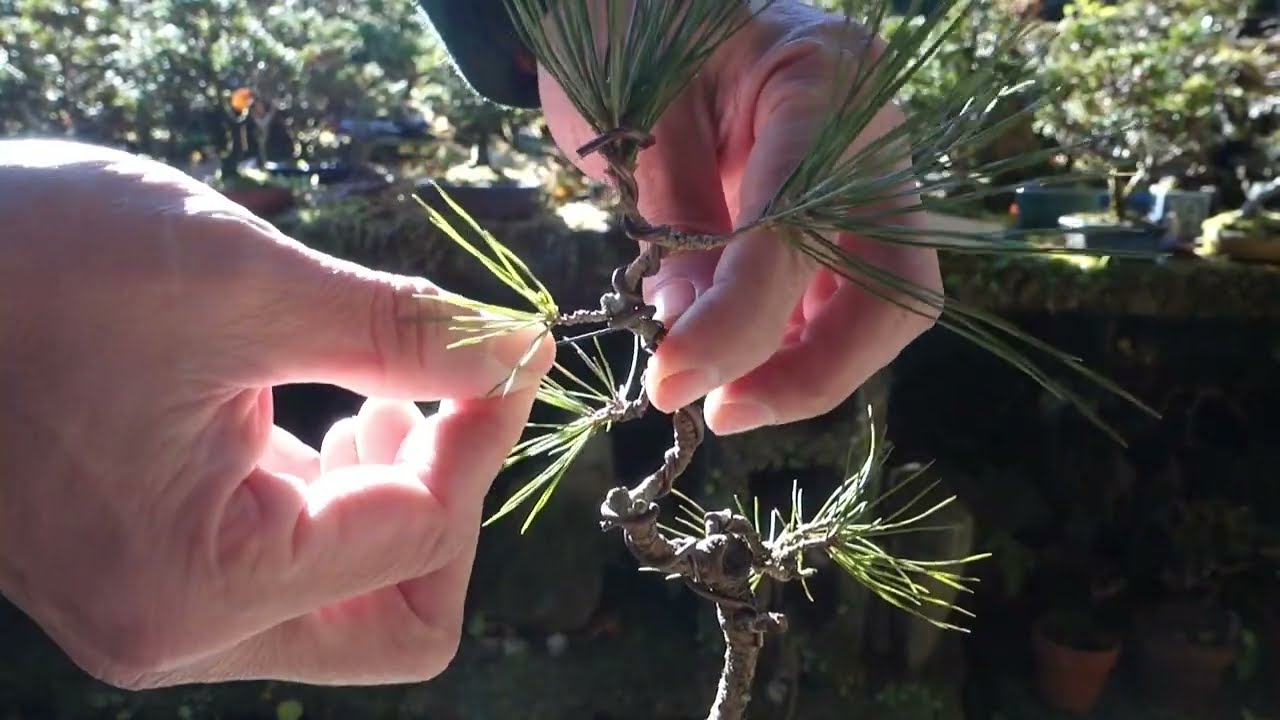 2020年に山採りした赤松＃19の経過報告（樹形作り） ♯603 - YouTube