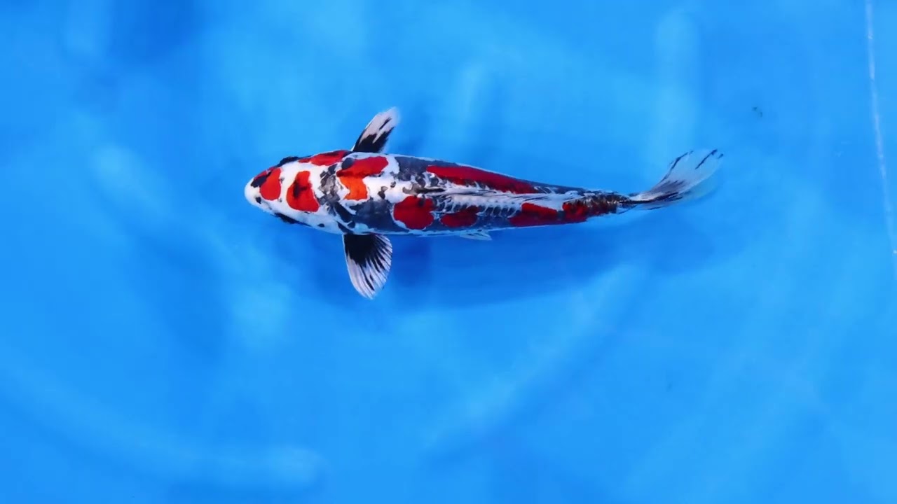 若鯉直前販売会2026】AJYKS2026-058の出品鯉のご紹介！！ - YouTube