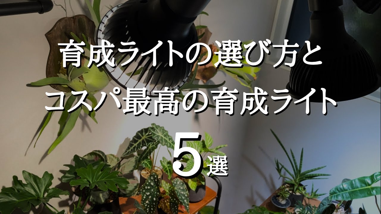 You Can't Go Wrong With This Choice] Grow your houseplants with