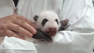 Crowds sweep in to catch sight of new giant panda cub at Wakayama
