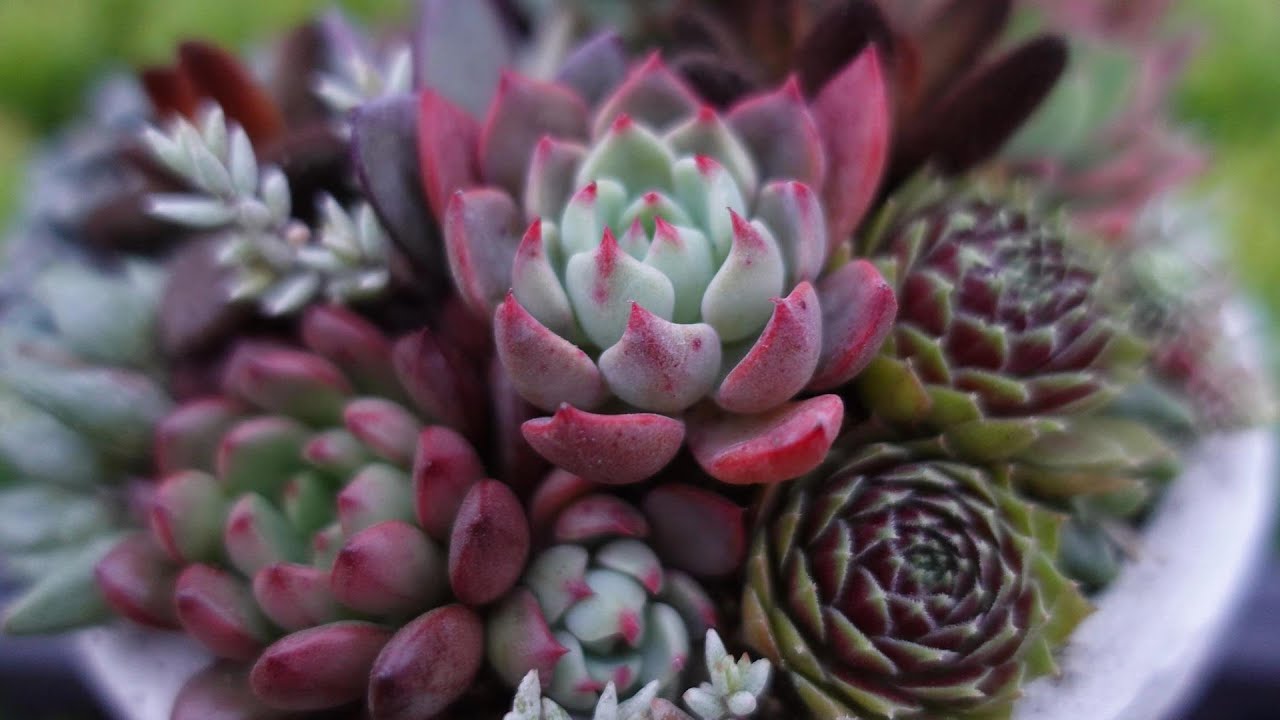 113 [Welcome to the Witch's Forest] Get lost in the charm of