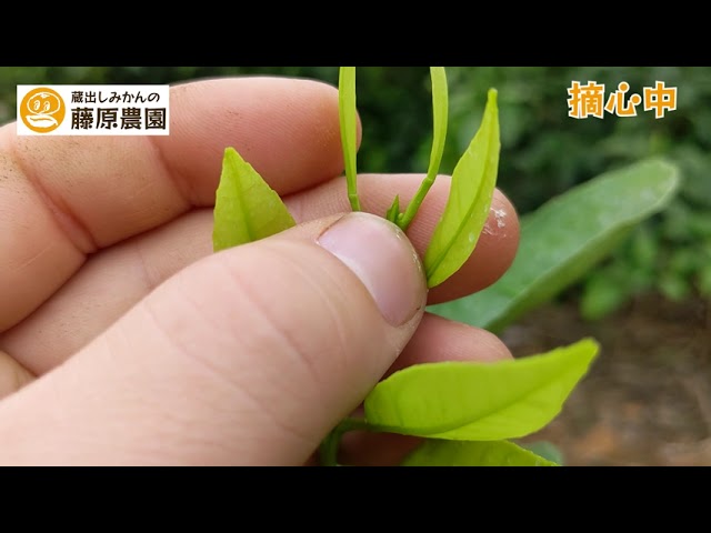 Introducing the methods for pruning mandarin orange seedlings