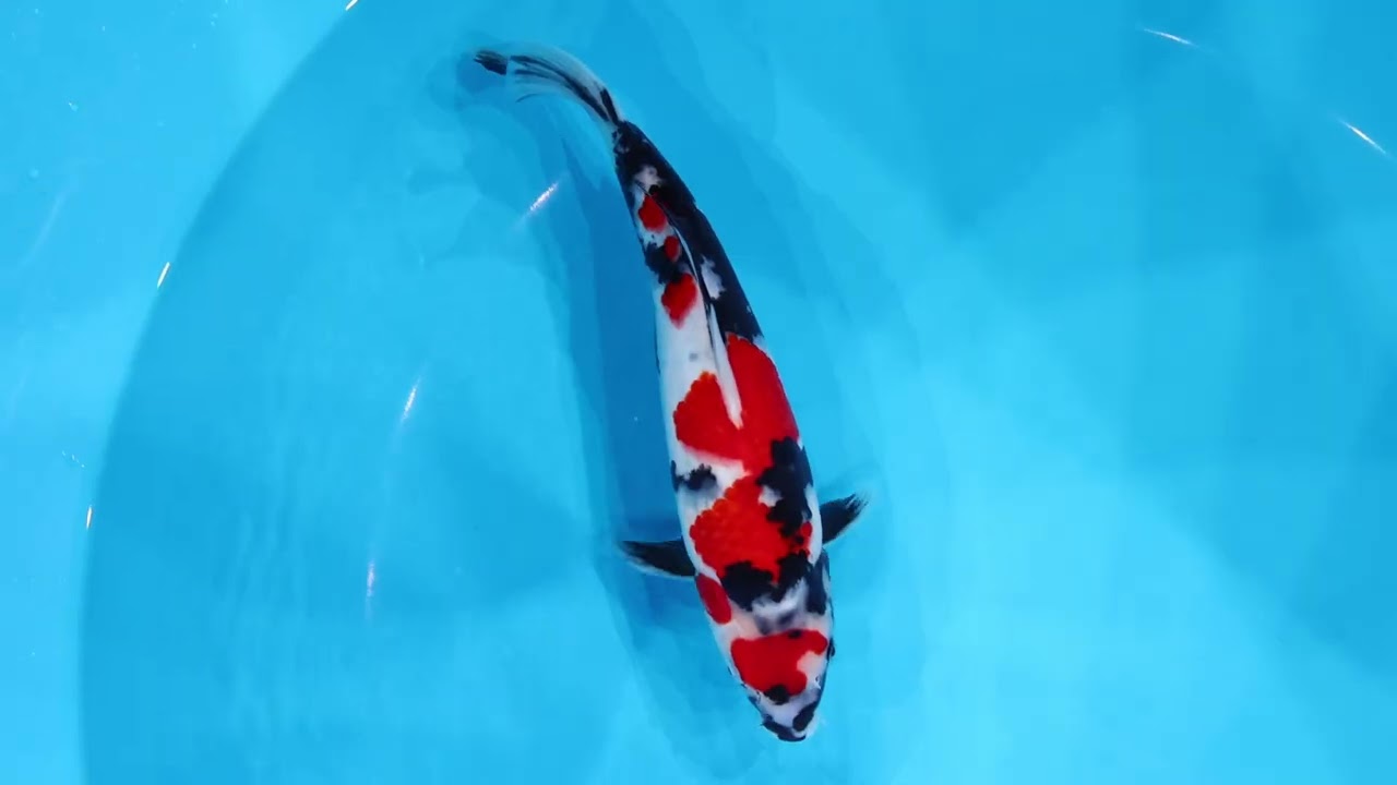 若鯉直前販売会2026】AJYKS2026-064の出品鯉のご紹介！！ - YouTube