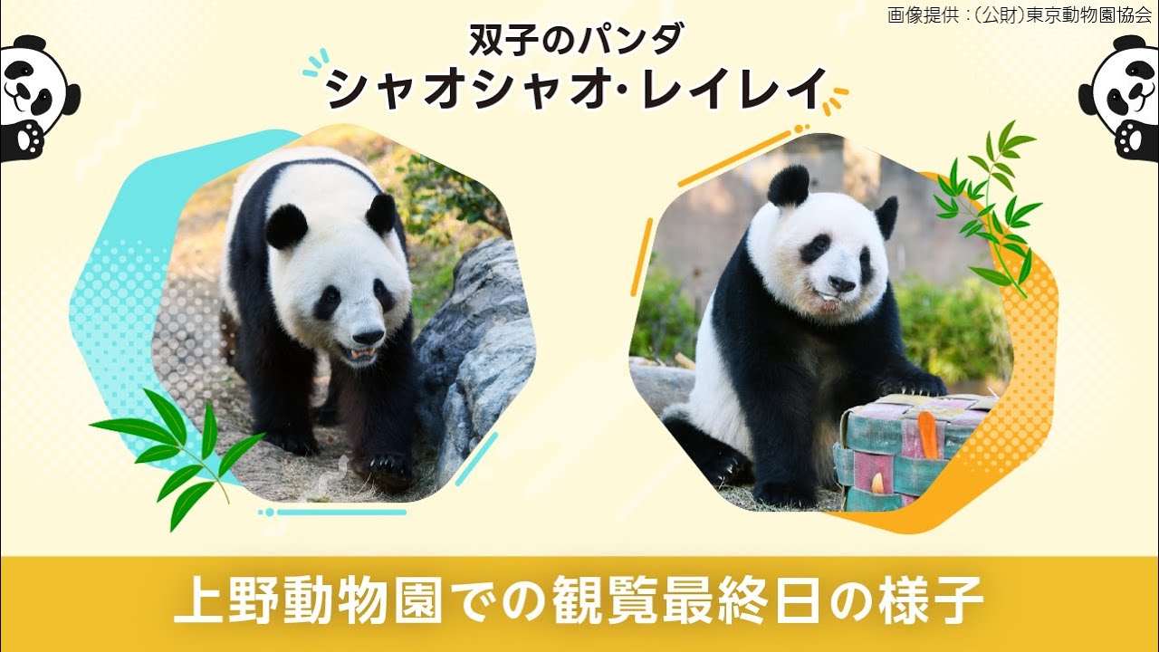 上野動物園の双子のパンダ「シャオシャオ」と「レイレイ」特集 - Yahoo